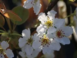 Nashi / Asienbirne / Asiatische Apfelbirne 'Kumoi' -Angebote Blumen Takt Store nashi asienbirne asiatische apfelbirne kumoi m069482 w 5