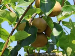 Nashi / Asienbirne / Asiatische Apfelbirne 'Kumoi' -Angebote Blumen Takt Store nashi asienbirne asiatische apfelbirne kumoi m069482 w 6