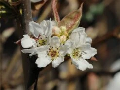 Nashi / Asienbirne / Asiatische Apfelbirne 'Kumoi' -Angebote Blumen Takt Store nashi asienbirne asiatische apfelbirne kumoi m069482 w 7