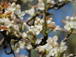 Nashi / Asienbirne / Asiatische Apfelbirne 'Kumoi' -Angebote Blumen Takt Store nashi asienbirne asiatische apfelbirne kumoi m069482 w 8