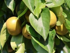 Nashi / Asienbirne / Asiatische Apfelbirne 'Kumoi' -Angebote Blumen Takt Store nashi asienbirne asiatische apfelbirne kumoi m069482 w 9