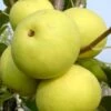 Nashi / Asienbirne / Asiatische Apfelbirne 'Naddel Pear' 1 Nashi / Asienbirne / Asiatische Apfelbirne 'Naddel Pear' -Angebote Blumen Takt Store nashi asienbirne asiatische apfelbirne naddel pear m090135 h 0