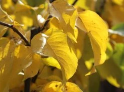 Nashi / Asienbirne / Asiatische Apfelbirne 'Naddel Pear' -Angebote Blumen Takt Store nashi asienbirne asiatische apfelbirne naddel pear m090135 w 0