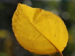 Nashi / Asienbirne / Asiatische Apfelbirne 'Naddel Pear' -Angebote Blumen Takt Store nashi asienbirne asiatische apfelbirne naddel pear m090135 w 1