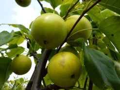 Nashi / Asienbirne / Asiatische Apfelbirne 'Shinseiki' -Angebote Blumen Takt Store nashi asienbirne asiatische apfelbirne shinseiki m090128 w 1