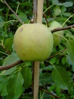 Nashi / Asienbirne / Asiatische Apfelbirne 'Sik Chon Early Pear' -Angebote Blumen Takt Store nashi asienbirne asiatische apfelbirne sik chon early pear m090150 w 1