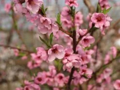 Nektarine 'Early Sungrand' 5 Nektarine 'Early Sungrand' -Angebote Blumen Takt Store nektarine early sungrand m117532 w 0