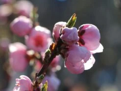 Nektarine 'Fantasia' -Angebote Blumen Takt Store nektarine fantasia m010052 w 0