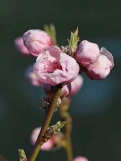 Nektarine 'Fantasia' -Angebote Blumen Takt Store nektarine fantasia m010052 w 1