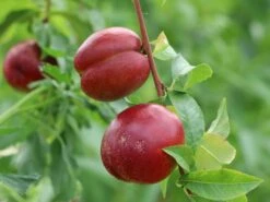 Nektarine 'Fantasia' -Angebote Blumen Takt Store nektarine fantasia m010052 w 2