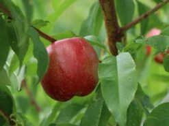 Nektarine 'Fantasia' -Angebote Blumen Takt Store nektarine fantasia m010052 w 3