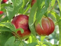 Nektarine 'Fantasia' -Angebote Blumen Takt Store nektarine fantasia m010052 w 4