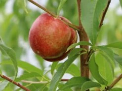 Nektarine 'Nectared' -Angebote Blumen Takt Store nektarine nectared m010053 w 0