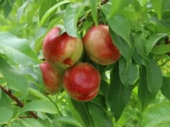 Nektarine 'Nectared' -Angebote Blumen Takt Store nektarine nectared m010053 w 2