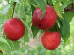 Nektarine 'Nectared' -Angebote Blumen Takt Store nektarine nectared m010053 w 3