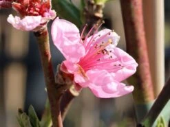 Nektarine 'Nectared' -Angebote Blumen Takt Store nektarine nectared m010053 w 4