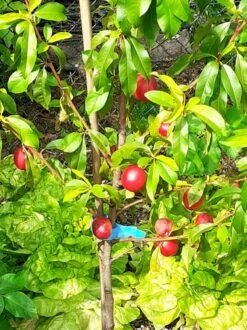 Nektarine 'Nektarose' -Angebote Blumen Takt Store nektarine nektarose m008194 944585 0