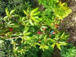 Nektarine 'Nektarose' -Angebote Blumen Takt Store nektarine nektarose m008194 944585 1