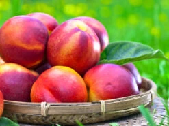 Nektarine 'Nektarose'