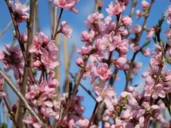 Nektarine 'Nektarose' -Angebote Blumen Takt Store nektarine nektarose m008194 w 0