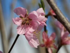 Nektarine 'Nektarose' -Angebote Blumen Takt Store nektarine nektarose m008194 w 1