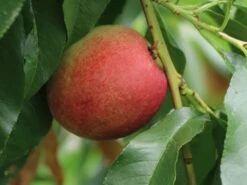 Nektarine 'Nektarose' -Angebote Blumen Takt Store nektarine nektarose m008194 w 2