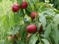 Nektarine 'Nektarose' -Angebote Blumen Takt Store nektarine nektarose m008194 w 4