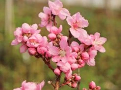 Nektarine 'Snow Queen' -Angebote Blumen Takt Store nektarine snow queen m063973 w 1