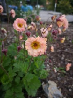 Nelkenwurz 'Mai Tai' ® -Angebote Blumen Takt Store nelkenwurz mai tai m083426 1055865 0