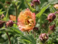 Nelkenwurz 'Mai Tai' ® -Angebote Blumen Takt Store nelkenwurz mai tai m083426 w 2