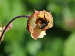 Nelkenwurz 'Mai Tai' ® -Angebote Blumen Takt Store nelkenwurz mai tai m083426 w 3 1