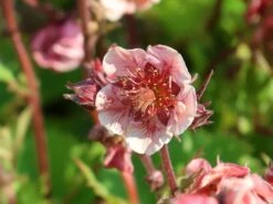 Nelkenwurz Tempo 'Rose' -Angebote Blumen Takt Store nelkenwurz tempo rose m117987 w 1