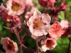 Nelkenwurz Tempo 'Rose' -Angebote Blumen Takt Store nelkenwurz tempo rose m117987 w 2