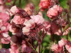 Nelkenwurz Tempo 'Rose' -Angebote Blumen Takt Store nelkenwurz tempo rose m117987 w 5