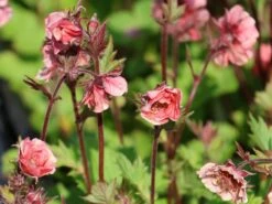 Nelkenwurz Tempo 'Rose' -Angebote Blumen Takt Store nelkenwurz tempo rose m117987 w 6