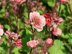 Nelkenwurz Tempo 'Rose' -Angebote Blumen Takt Store nelkenwurz tempo rose m117987 w 7