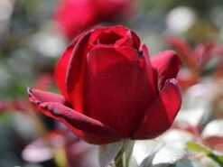 Nostalgie®-Edelrose 'Admiral' ® -Angebote Blumen Takt Store nostalgie edelrose admiral m101939 w 2