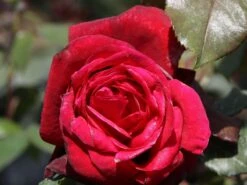 Nostalgie®-Edelrose 'Admiral' ® -Angebote Blumen Takt Store nostalgie edelrose admiral m101939 w 3