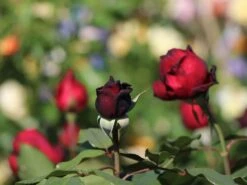 Nostalgie®-Edelrose 'Admiral' ® -Angebote Blumen Takt Store nostalgie edelrose admiral m101939 w 4