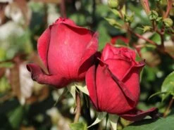 Nostalgie®-Edelrose 'Admiral' ® -Angebote Blumen Takt Store nostalgie edelrose admiral m101939 w 6