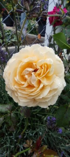 Nostalgie®-Edelrose 'Capri' ® -Angebote Blumen Takt Store nostalgie edelrose capri m094369 1385065 0