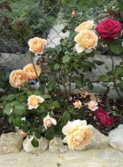 Nostalgie®-Edelrose 'Capri' ® -Angebote Blumen Takt Store nostalgie edelrose capri m094369 1385065 1