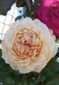 Nostalgie®-Edelrose 'Capri' ® -Angebote Blumen Takt Store nostalgie edelrose capri m094369 1385065 2