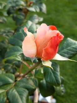 Nostalgie®-Edelrose 'Capri' ® -Angebote Blumen Takt Store nostalgie edelrose capri m094369 193676 0