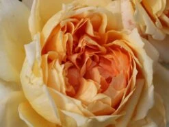 Nostalgie®-Edelrose 'Capri' ® -Angebote Blumen Takt Store nostalgie edelrose capri m094369 w 0