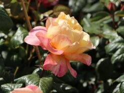 Nostalgie®-Edelrose 'Capri' ® -Angebote Blumen Takt Store nostalgie edelrose capri m094369 w 1