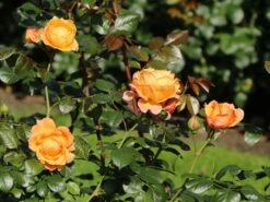 Nostalgie®-Edelrose 'Capri' ® -Angebote Blumen Takt Store nostalgie edelrose capri m094369 w 10