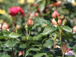 Nostalgie®-Edelrose 'Capri' ® -Angebote Blumen Takt Store nostalgie edelrose capri m094369 w 2