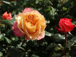 Nostalgie®-Edelrose 'Capri' ® -Angebote Blumen Takt Store nostalgie edelrose capri m094369 w 3