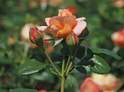 Nostalgie®-Edelrose 'Capri' ® -Angebote Blumen Takt Store nostalgie edelrose capri m094369 w 4